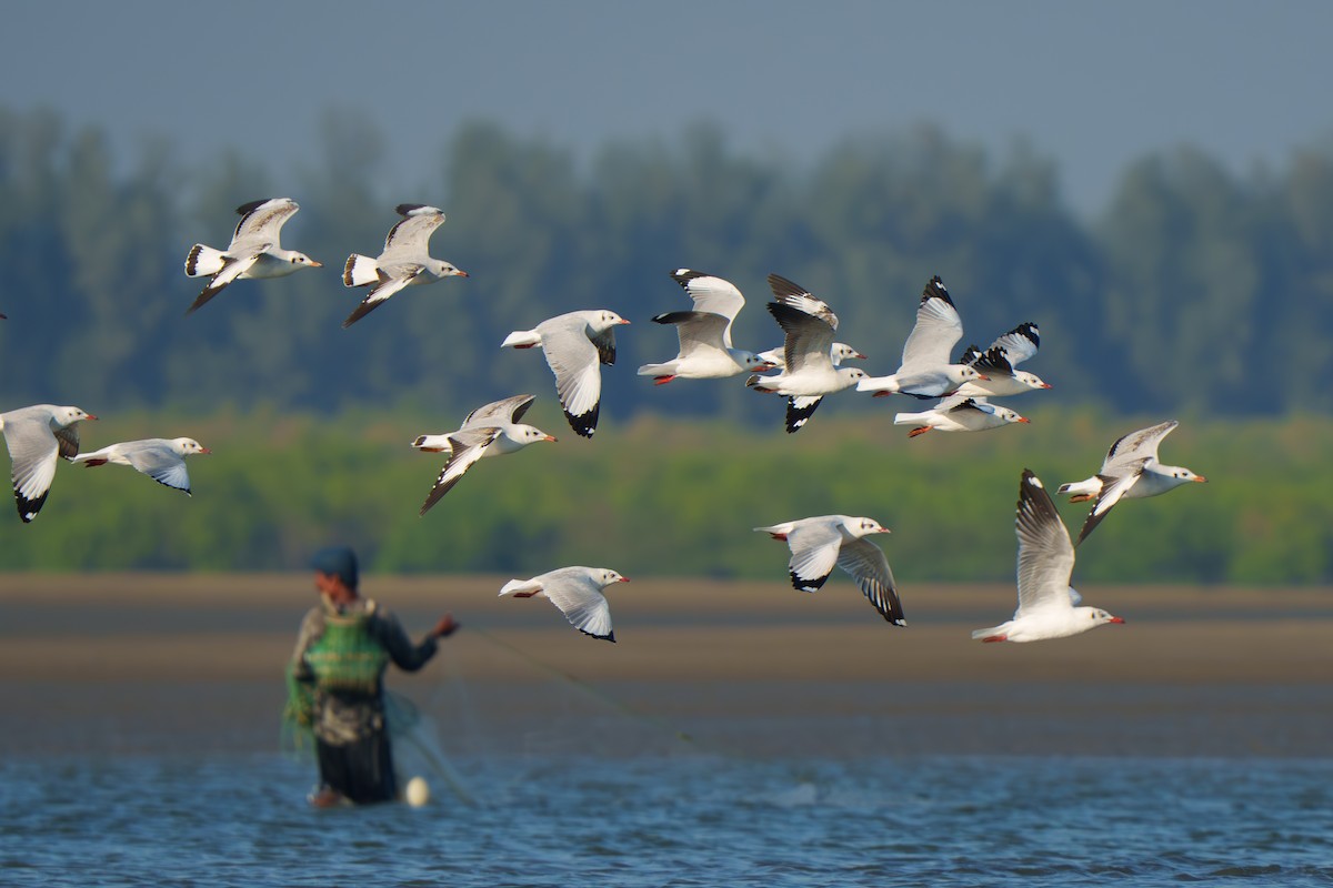 Gaviota Centroasiática - ML645671070