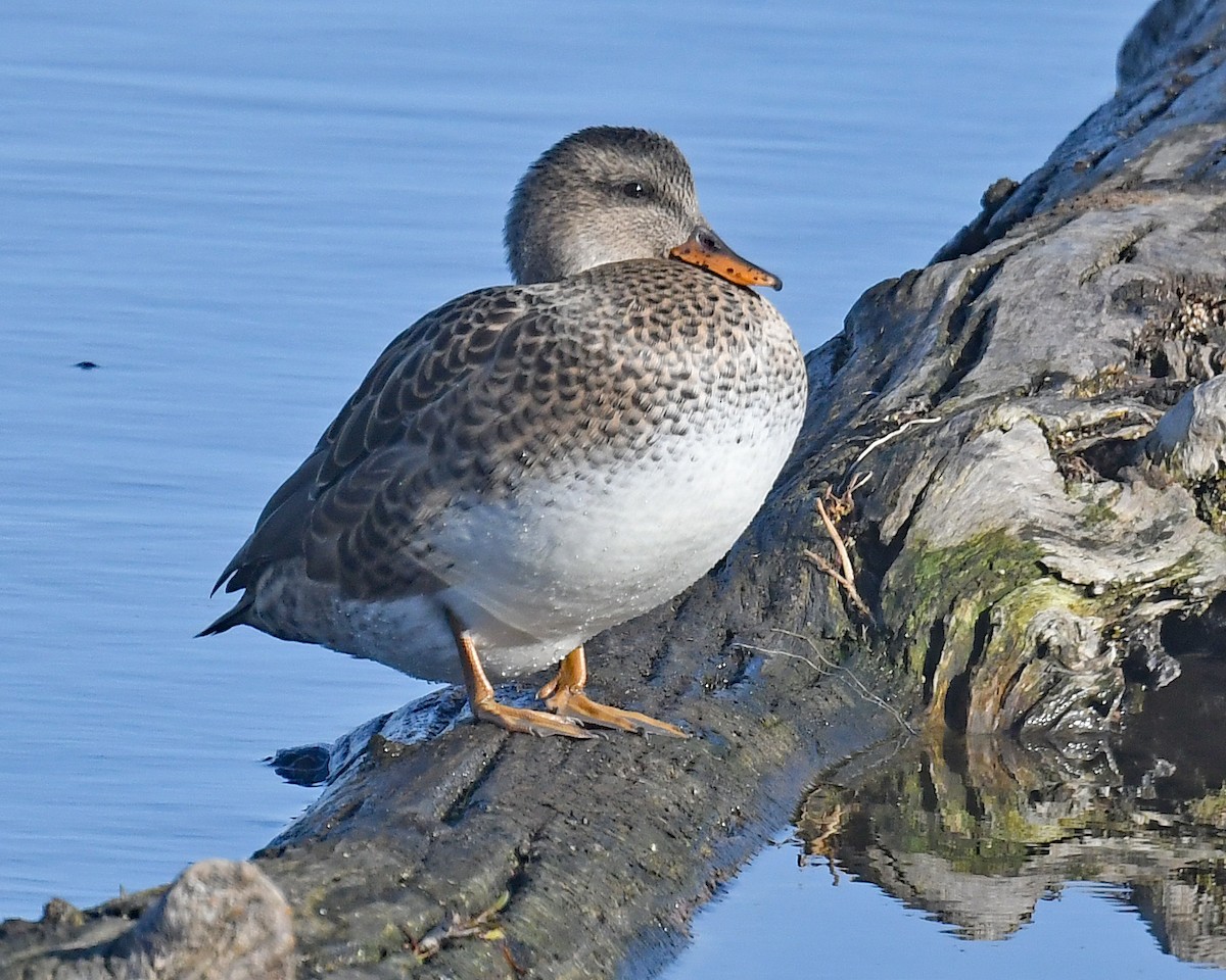 Ánade Friso - ML645671071