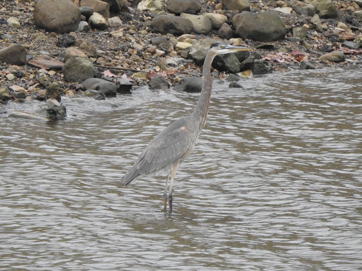 Garza Azulada - ML645671072