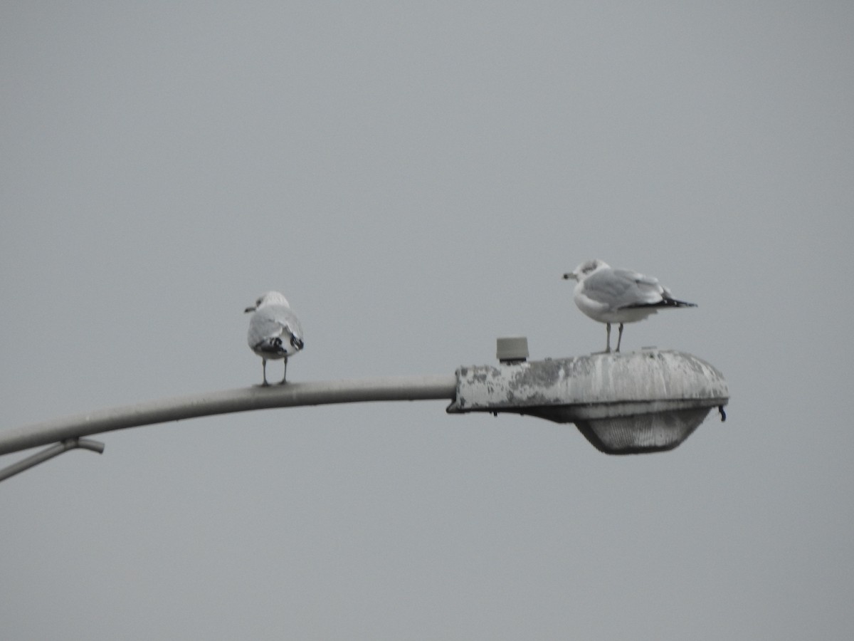 Gaviota de Delaware - ML645671075