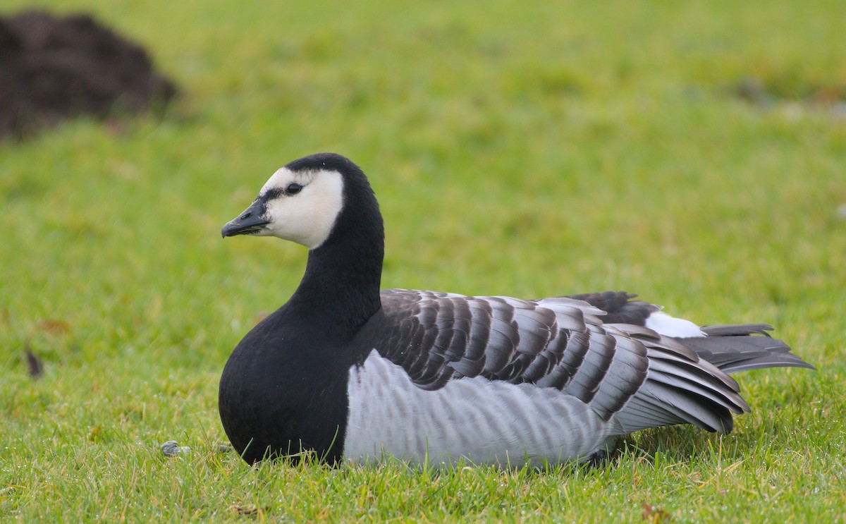 Barnacle Goose - ML645671081