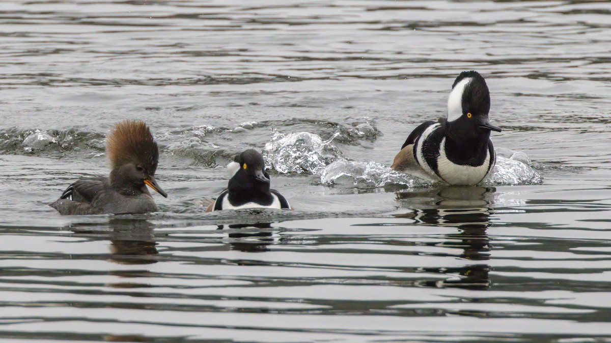 American Herring Gull - ML645671085