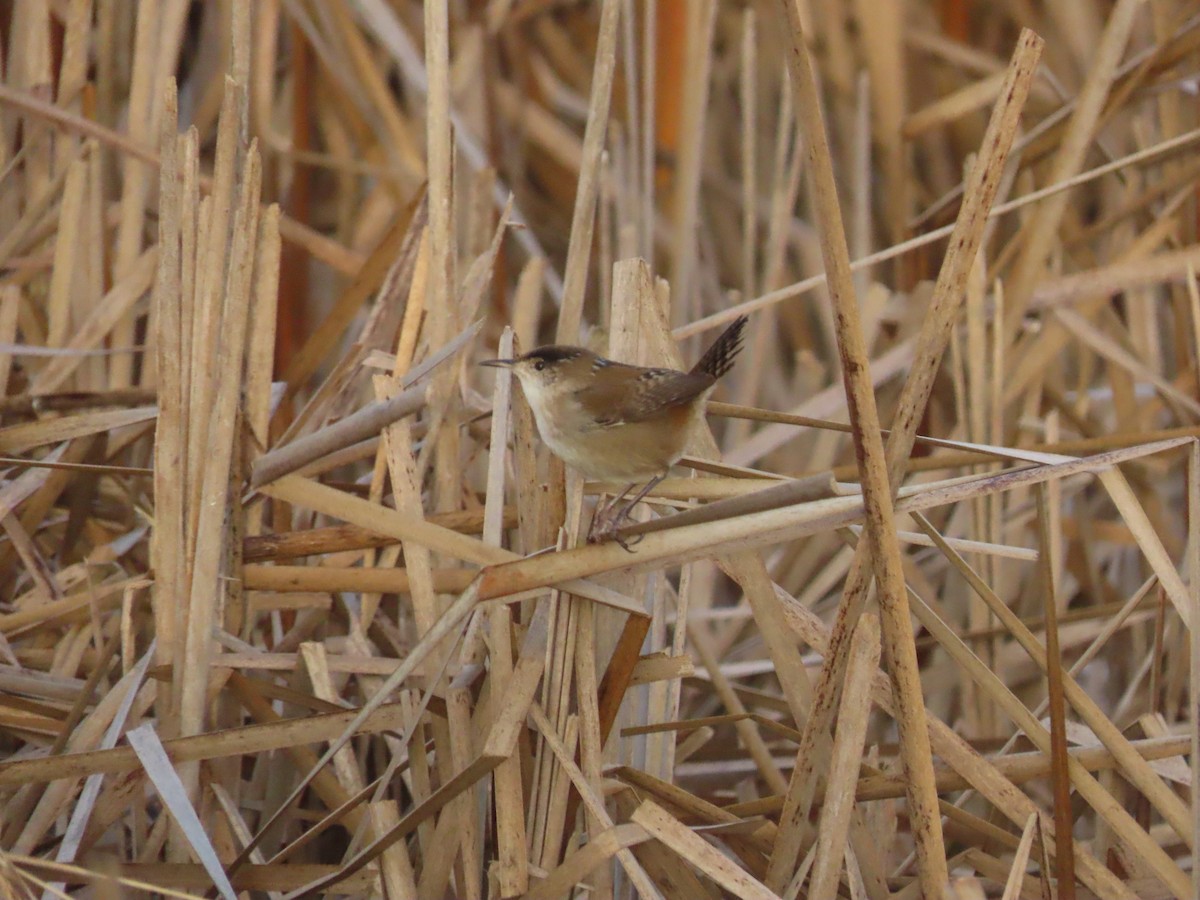 Marsh Wren - ML645671086