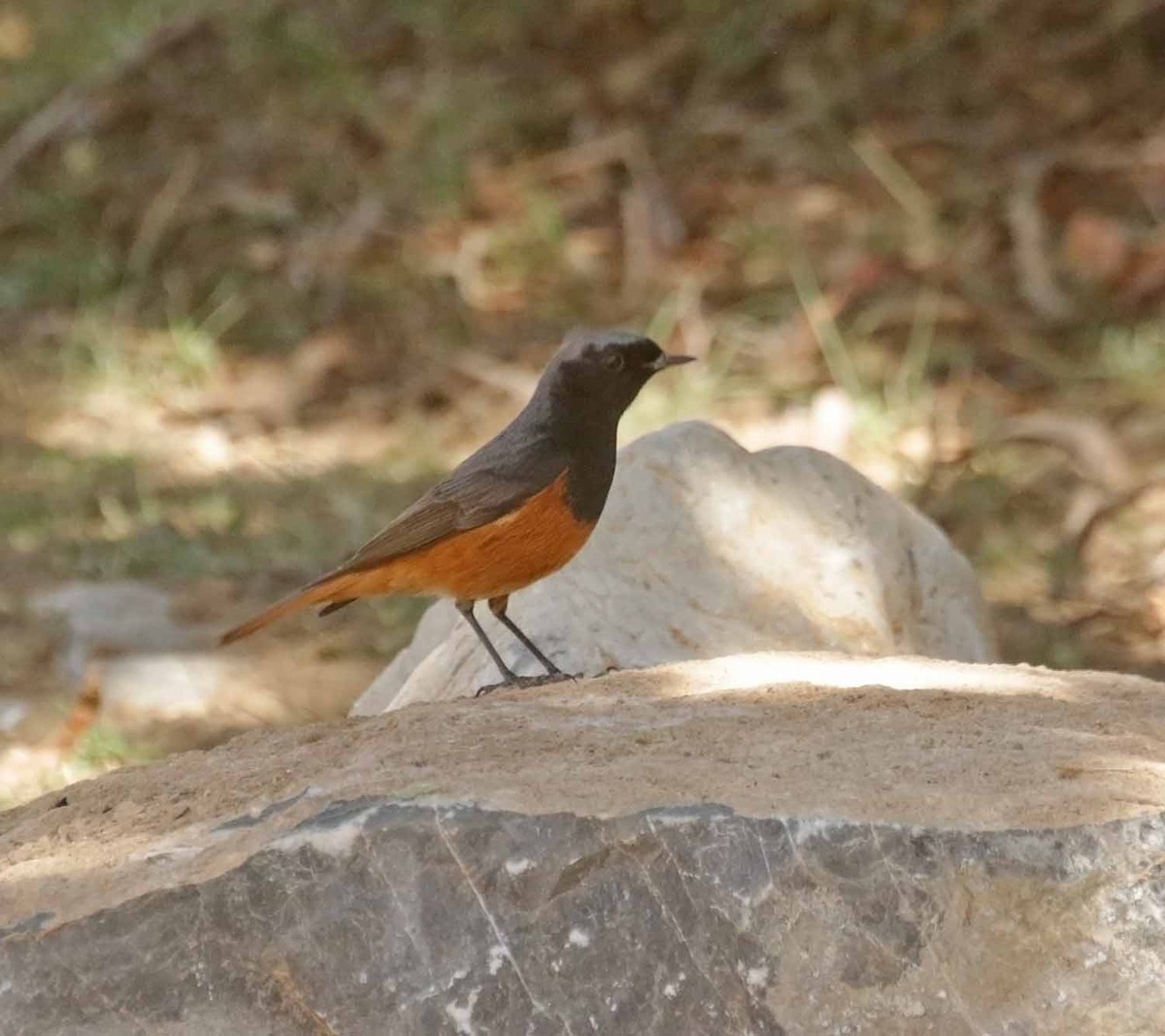 Black Redstart (Eastern) - ML645671088
