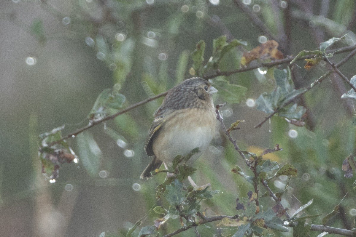 Grasshopper Sparrow - ML645671094