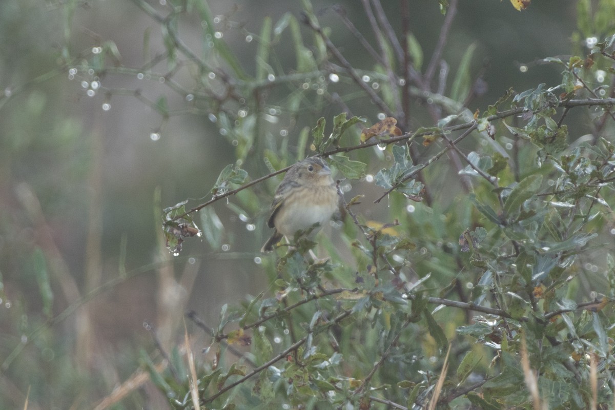 Grasshopper Sparrow - ML645671095