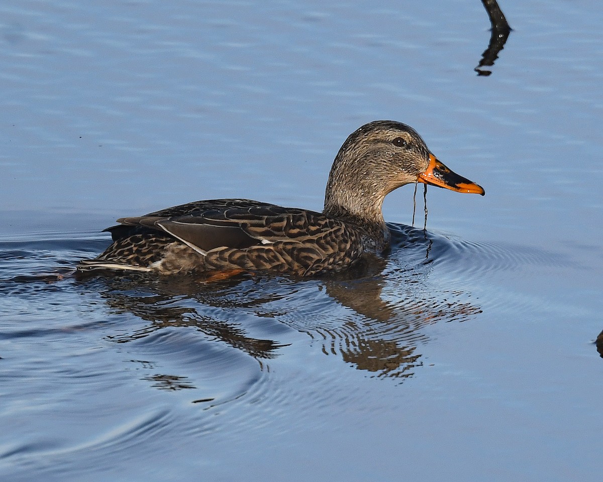 Mallard - ML645671098