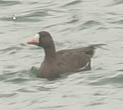 Greater White-fronted Goose - ML645671099