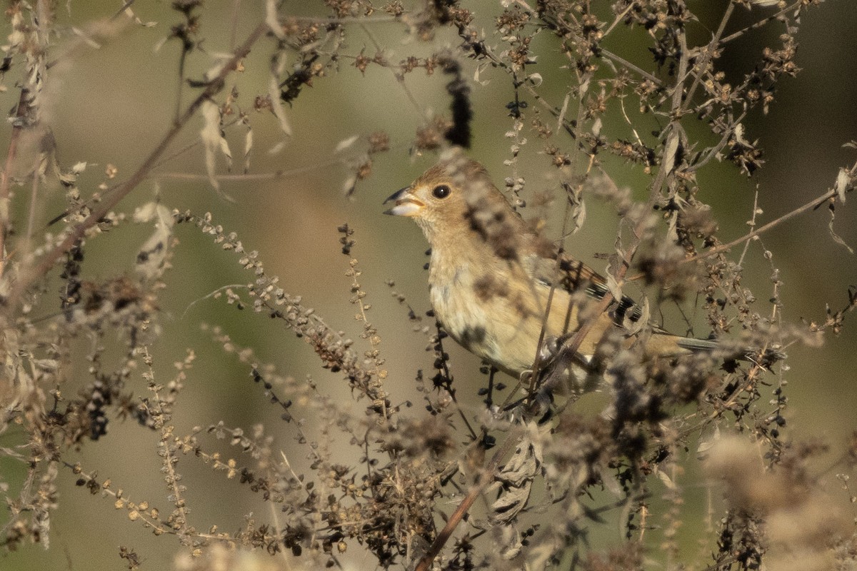 Индиговый колорин - ML645671100