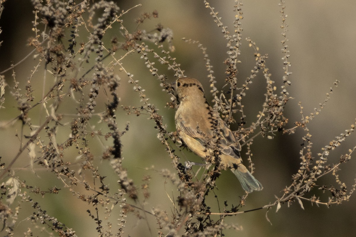 Индиговый колорин - ML645671101