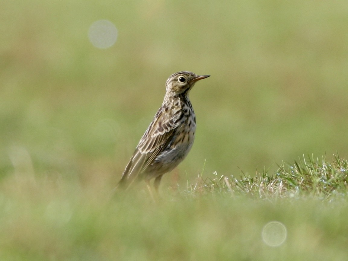 Meadow Pipit - ML645671102