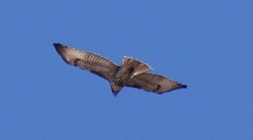 Red-tailed Hawk - ML645671103