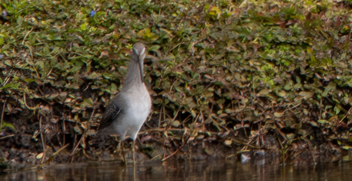 Spotted Sandpiper - ML645671104