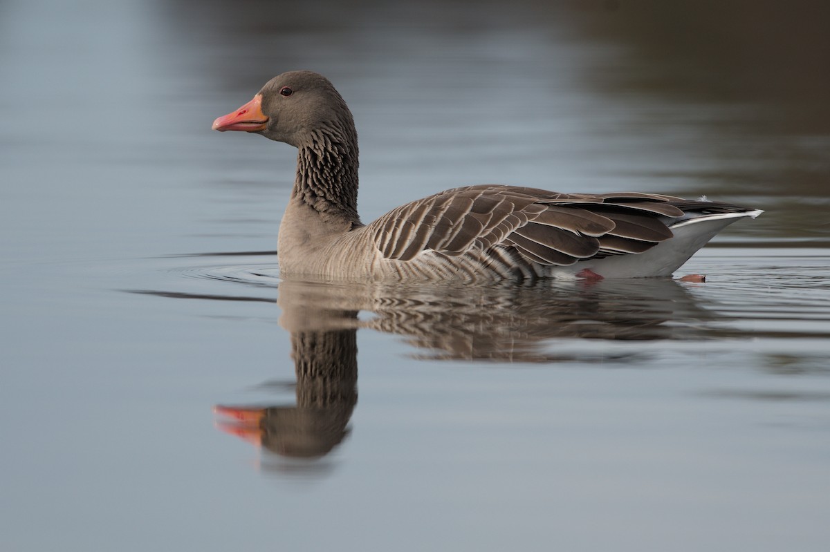 Graylag Goose - ML645671106
