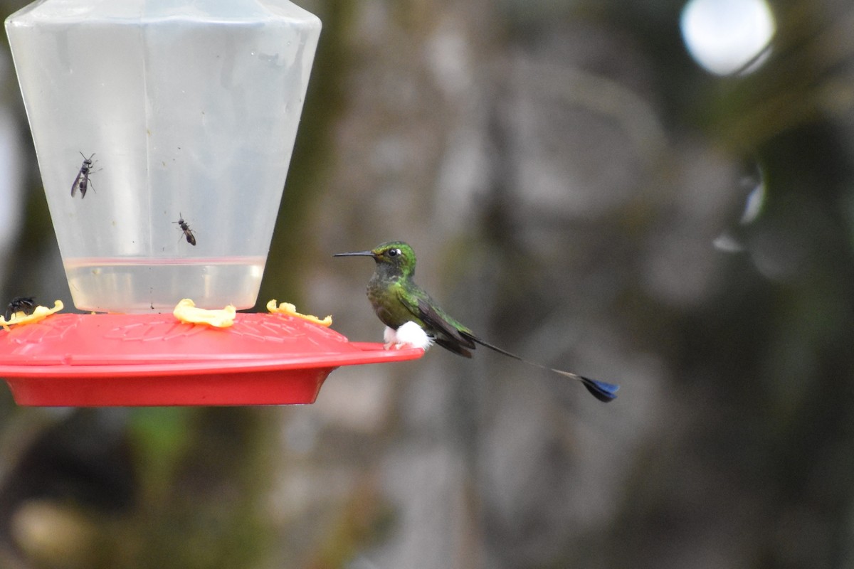 White-booted Racket-tail - ML645671107