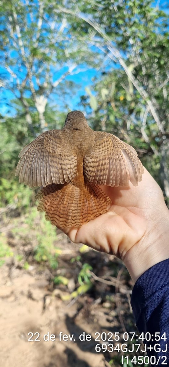 Southern House Wren - ML645671108