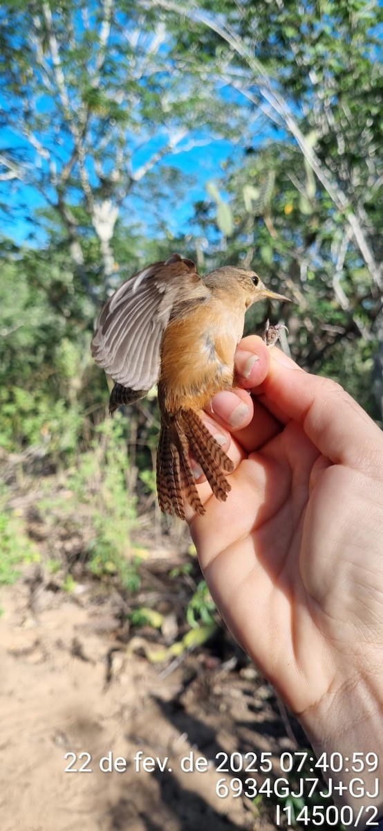 Southern House Wren - ML645671109
