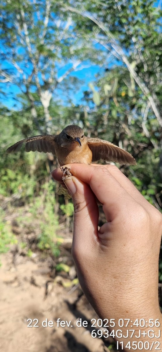 Southern House Wren - ML645671110