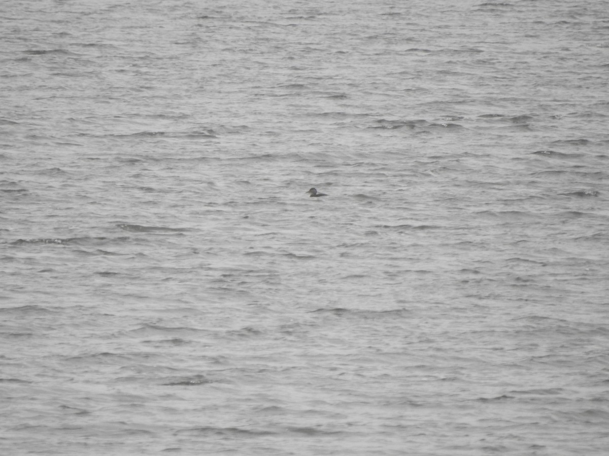 American Black Duck - ML645671111