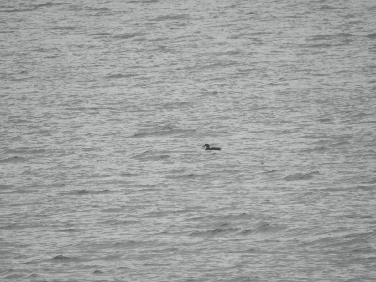 American Black Duck - ML645671112