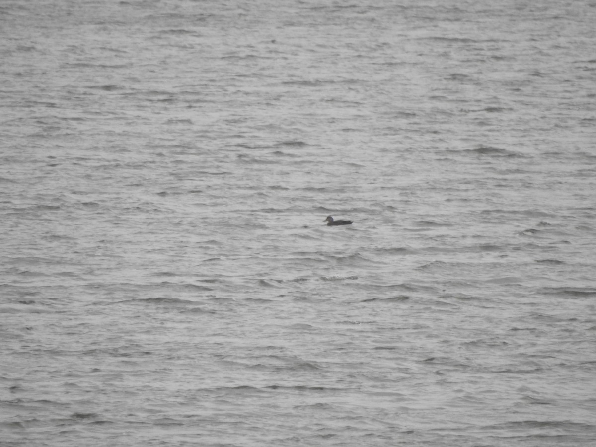 American Black Duck - ML645671113