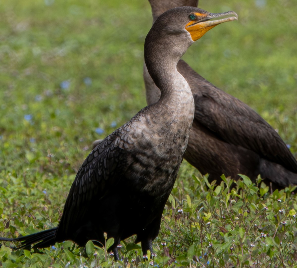 Double-crested Cormorant - ML645671114