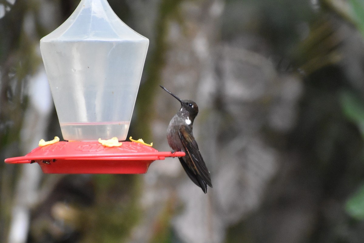 Brown Inca - ML645671119