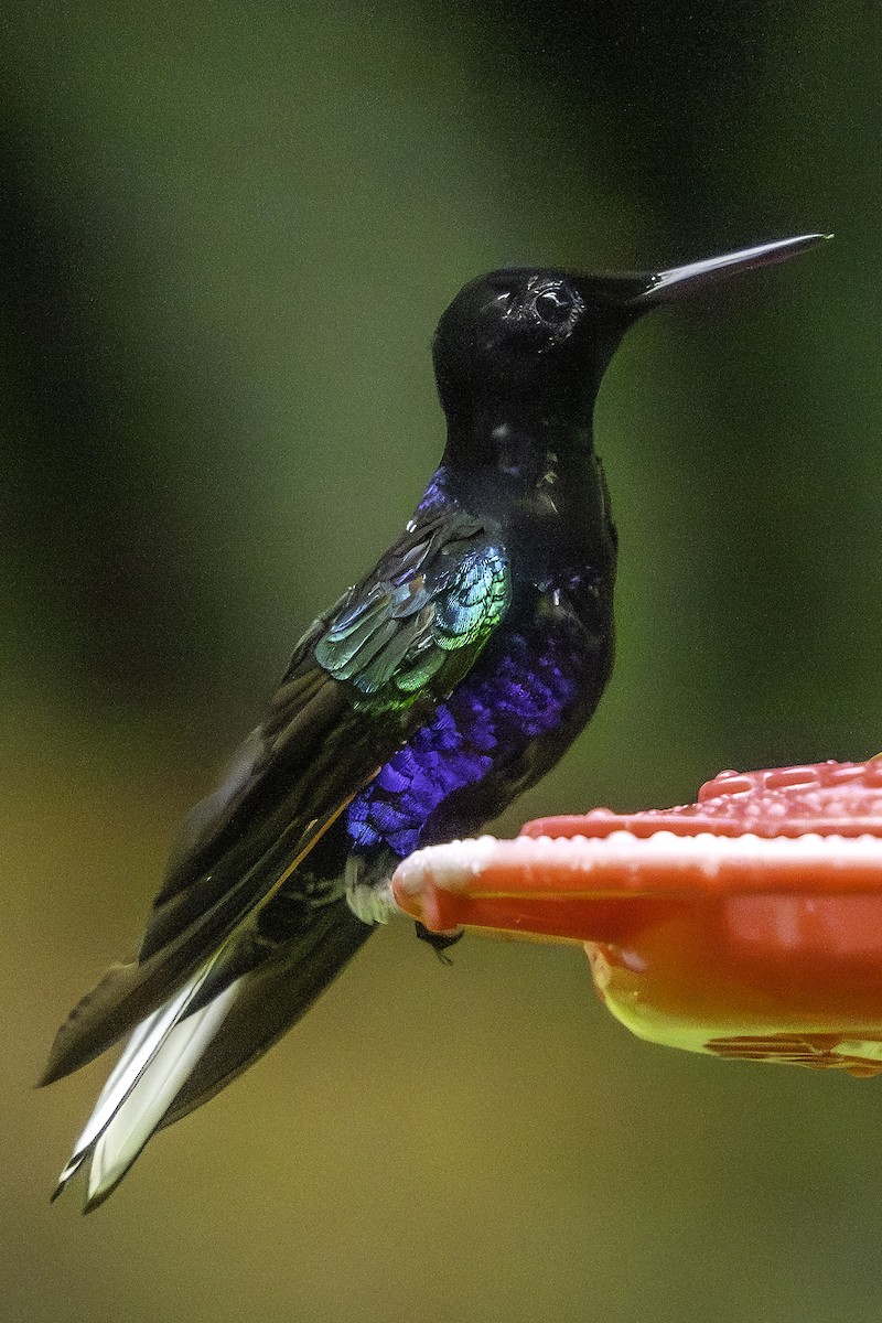 Velvet-purple Coronet - ML645671120