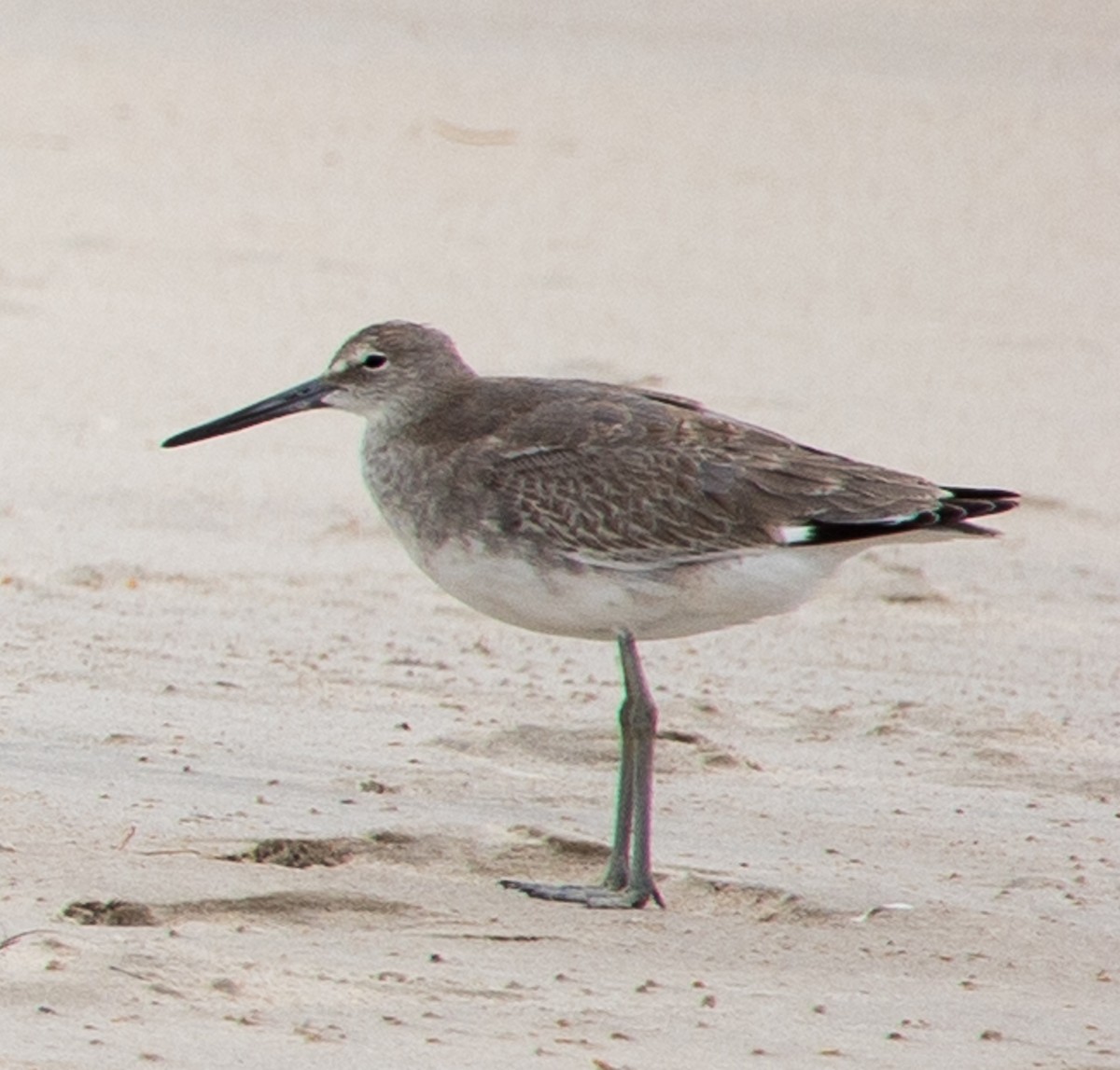 Willet - ML645671124