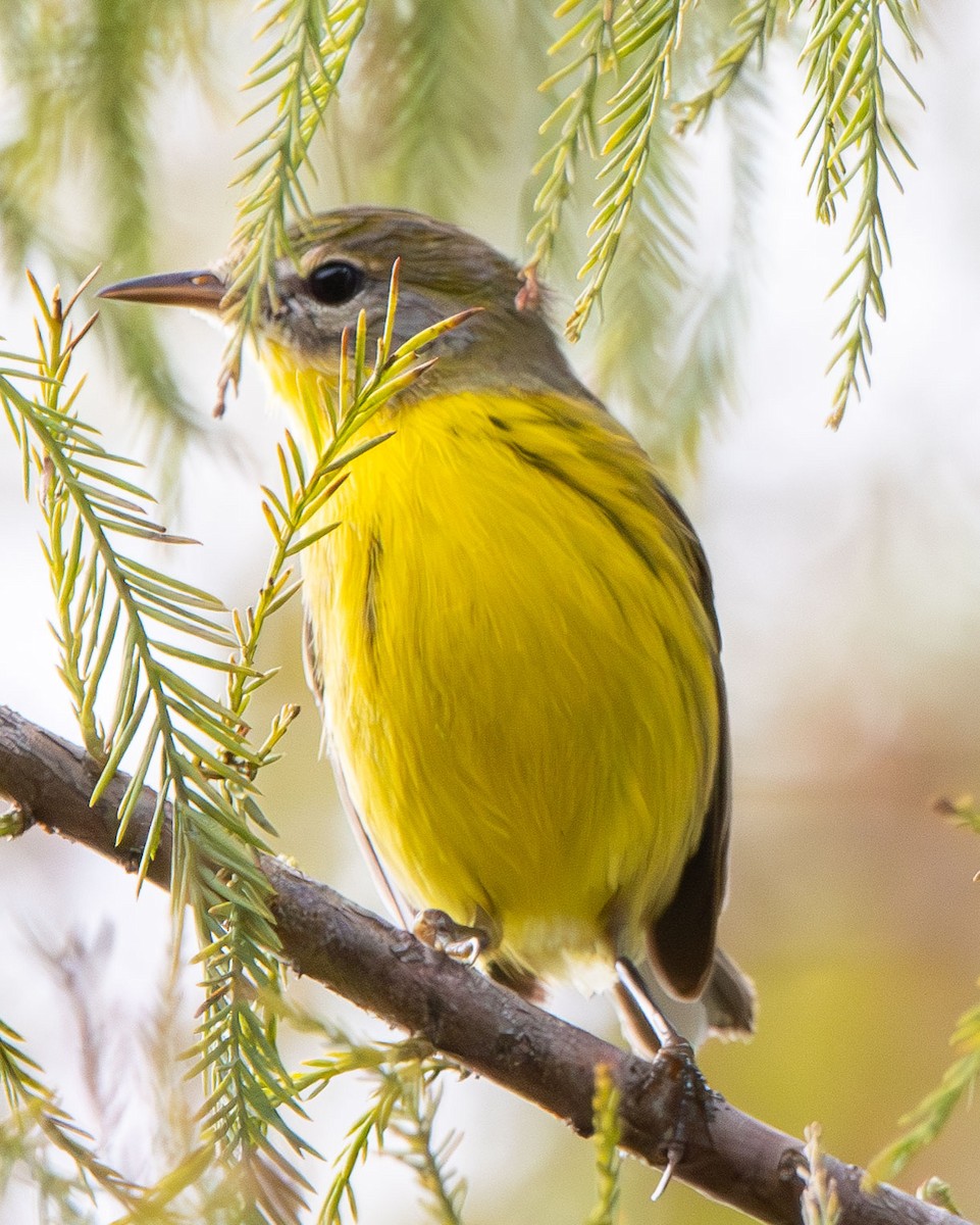 Prairie Warbler - ML645671125