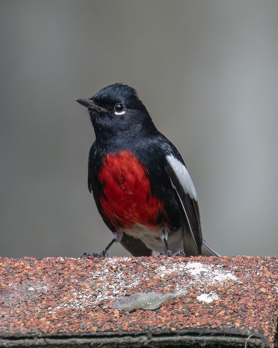 Painted Redstart - ML645671126