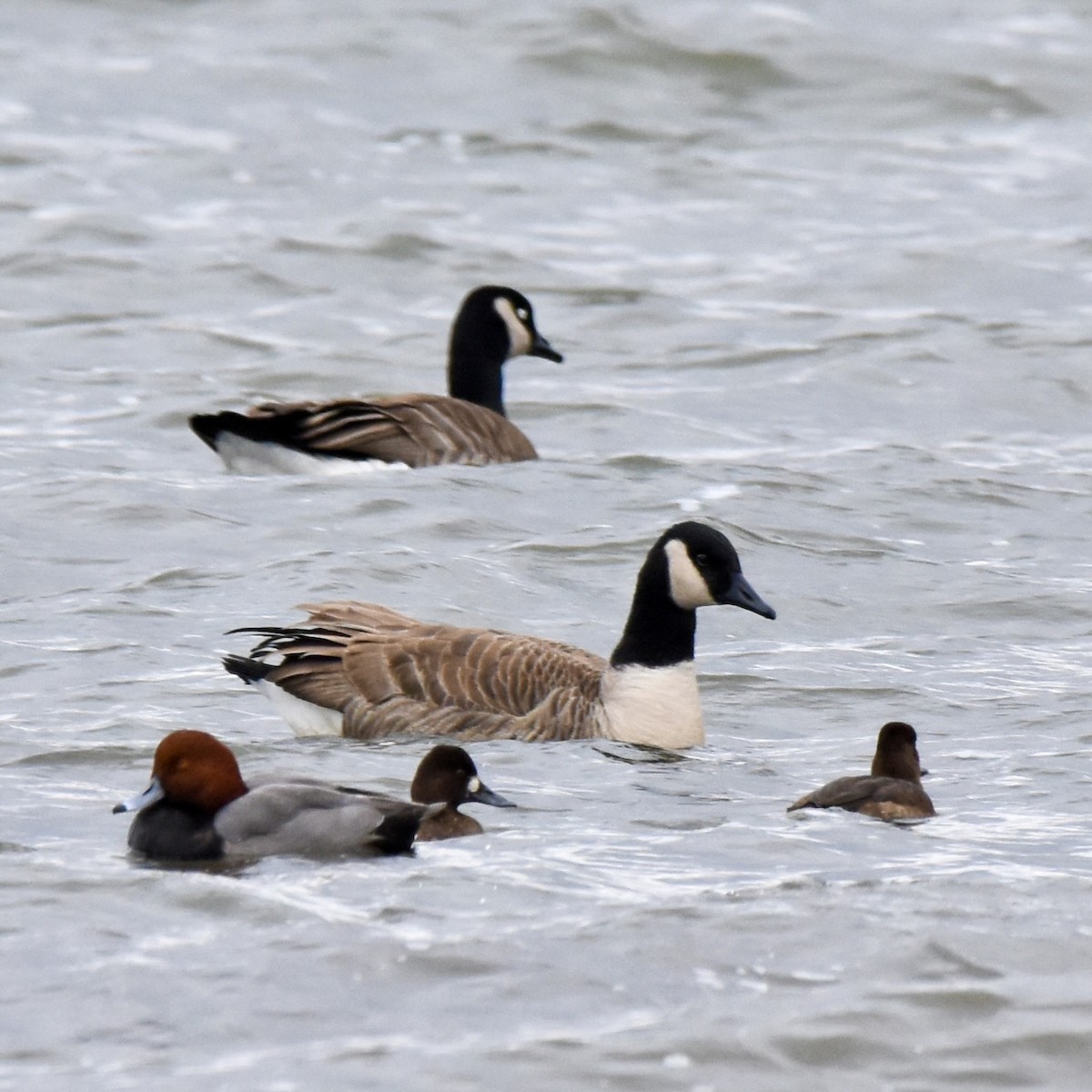 Lesser Scaup - ML645671129