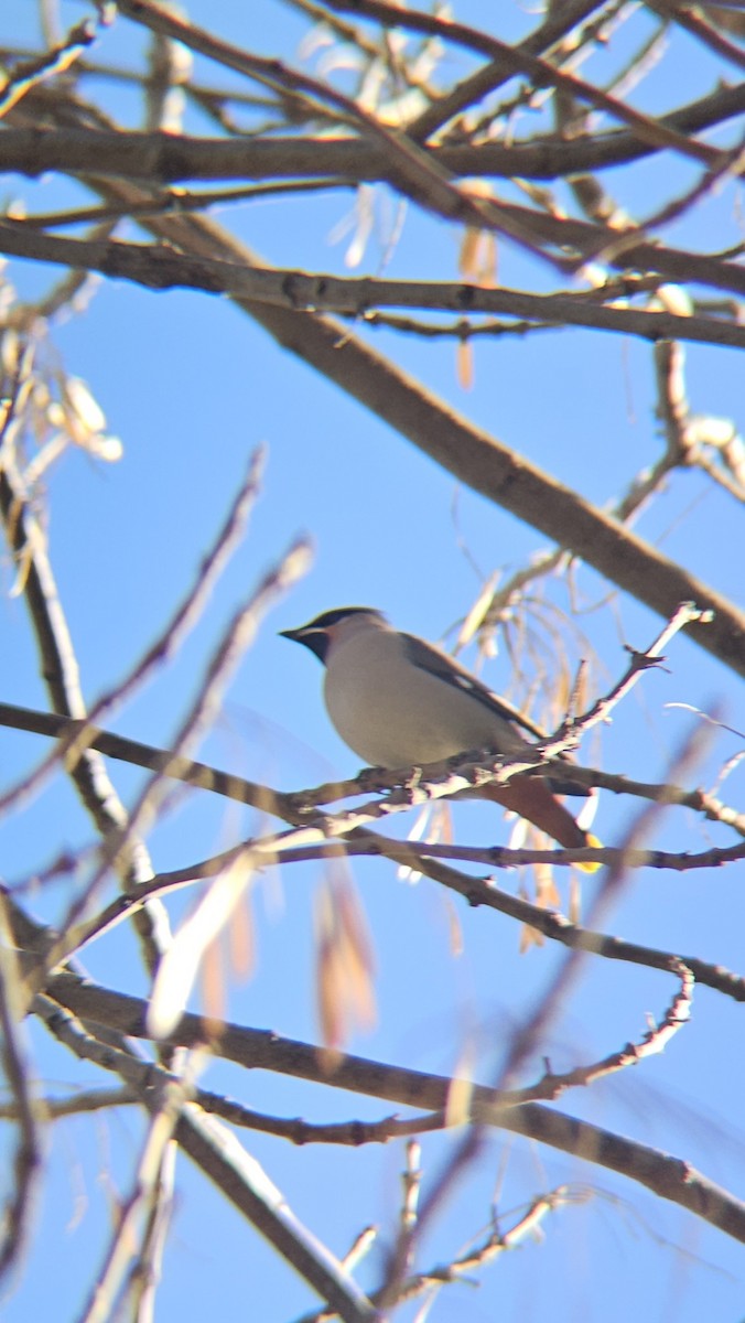 Buztanori boreala - ML645671179