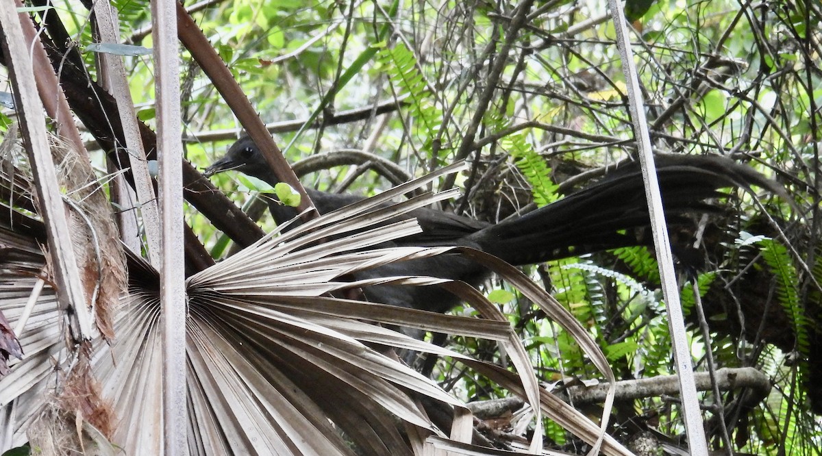 Superb Lyrebird - ML645671181