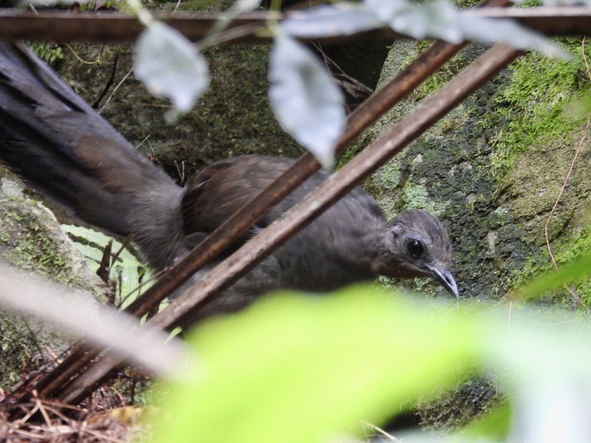 Superb Lyrebird - ML645671182