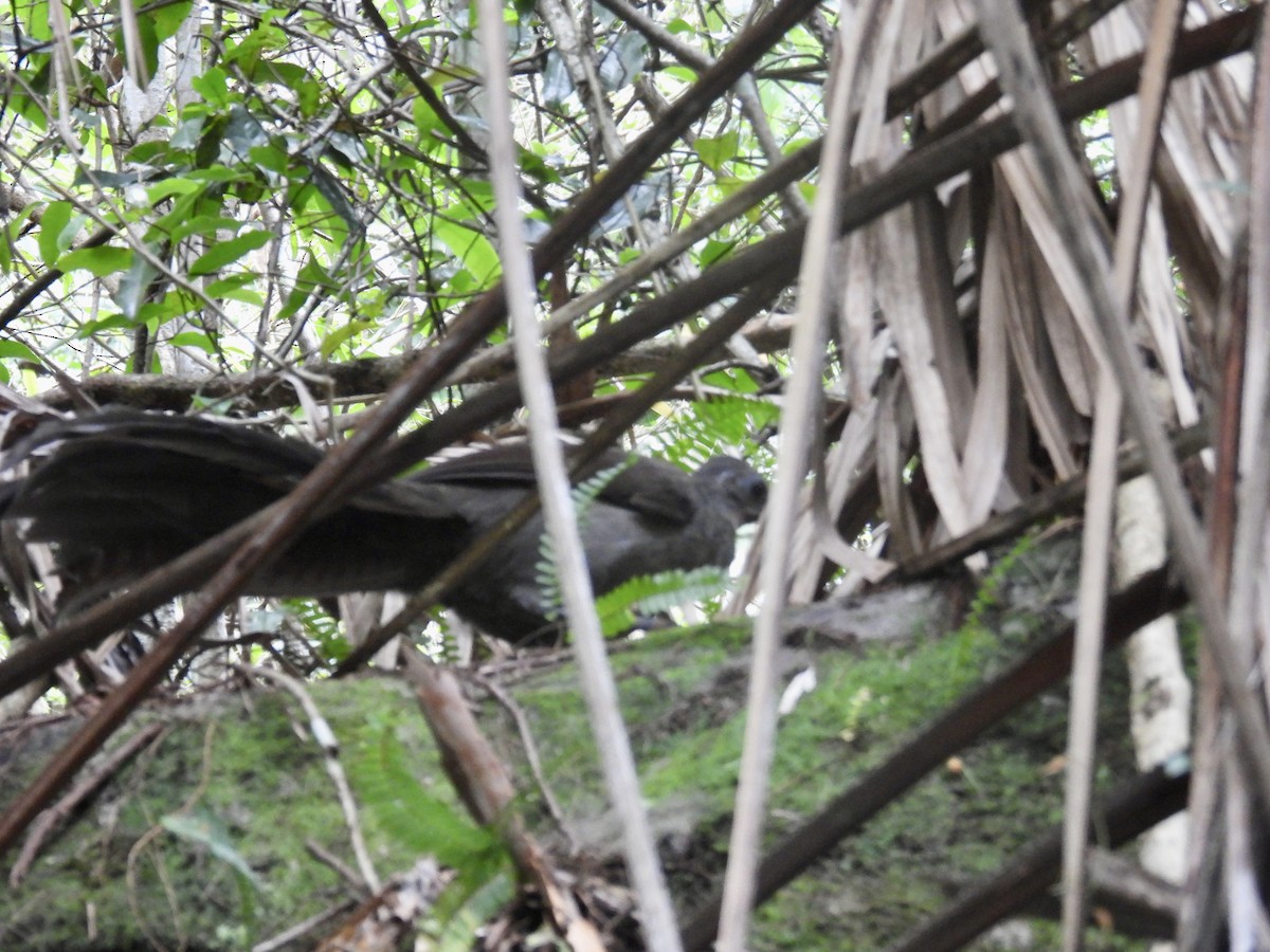 Superb Lyrebird - ML645671183