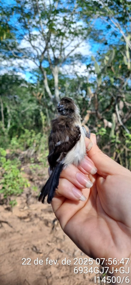 Black-bellied Antwren - ML645671194