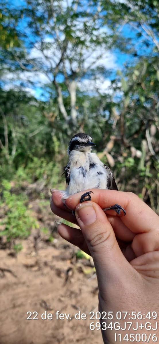 Black-bellied Antwren - ML645671195