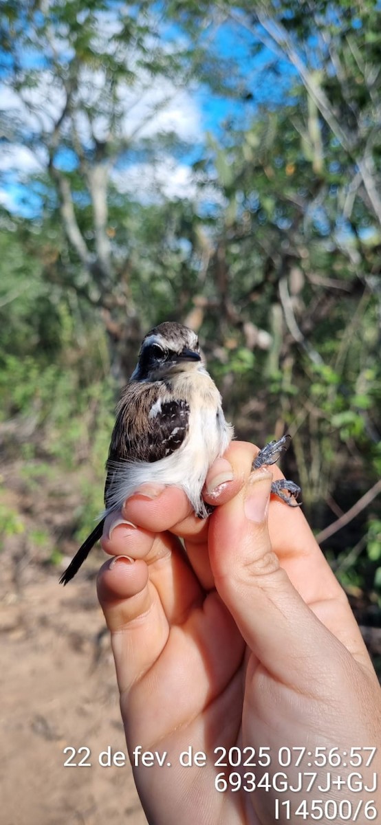Black-bellied Antwren - ML645671196