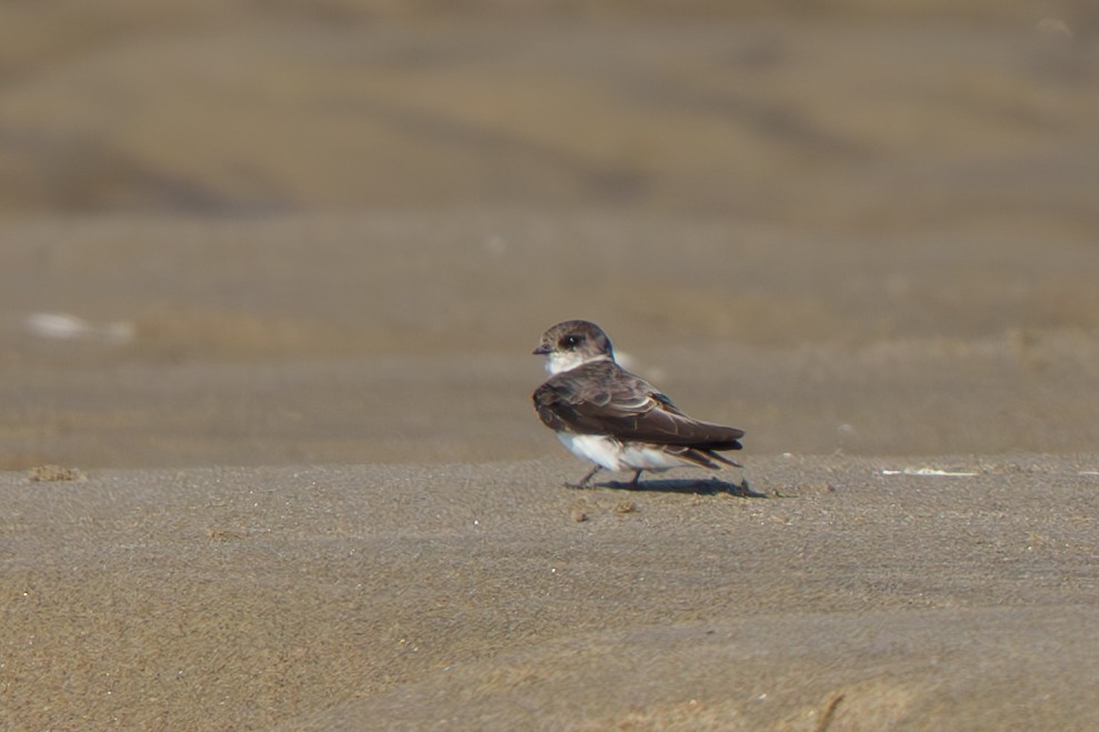 灰沙燕 - ML645671202