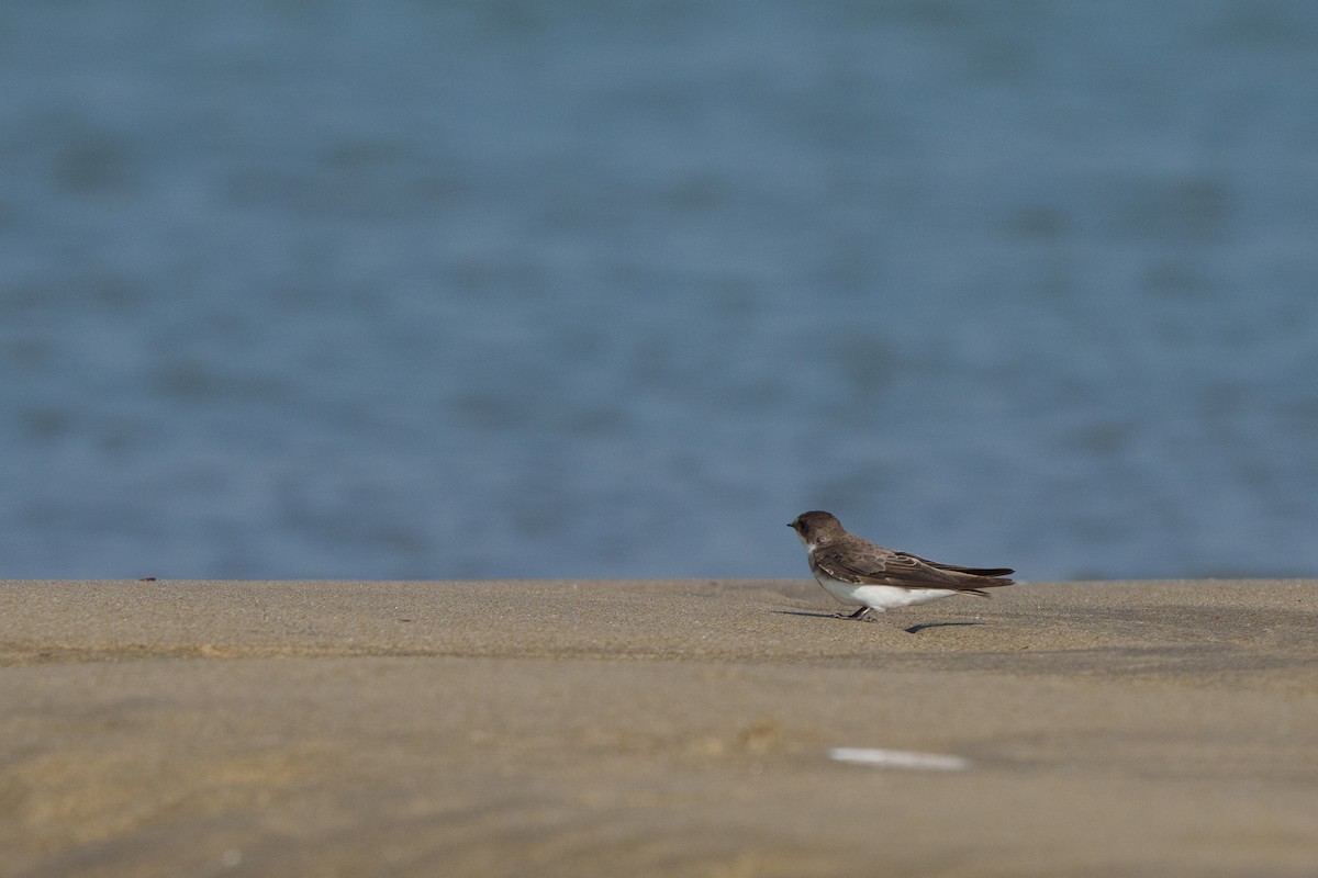 灰沙燕 - ML645671203