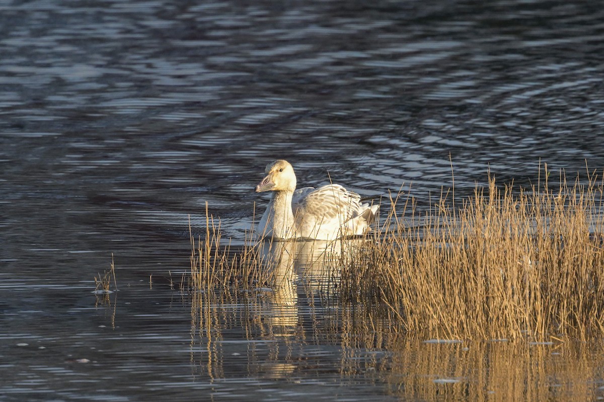 Snow Goose - ML645671207