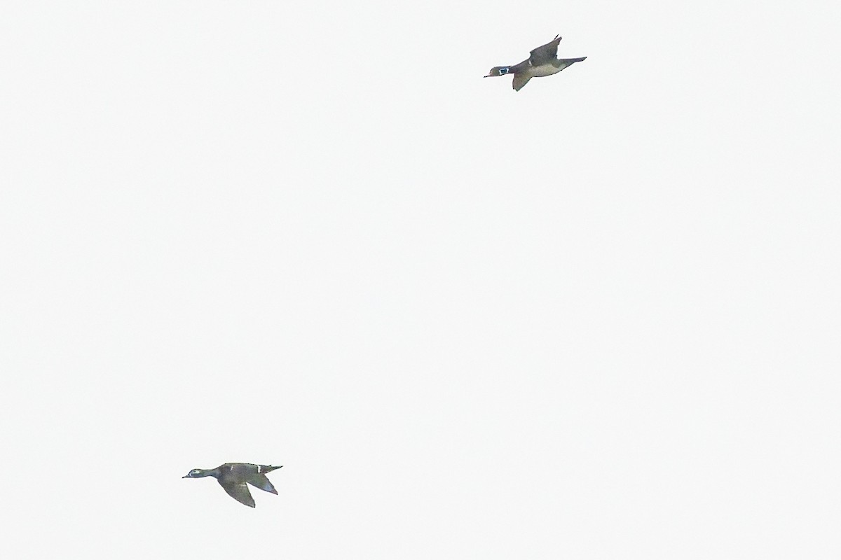 Wood Duck - ML645671210