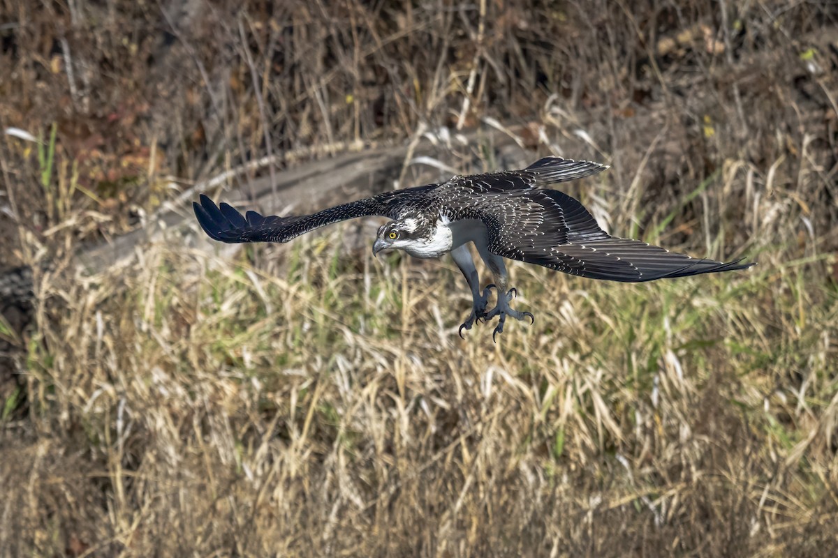 Osprey - ML645671212