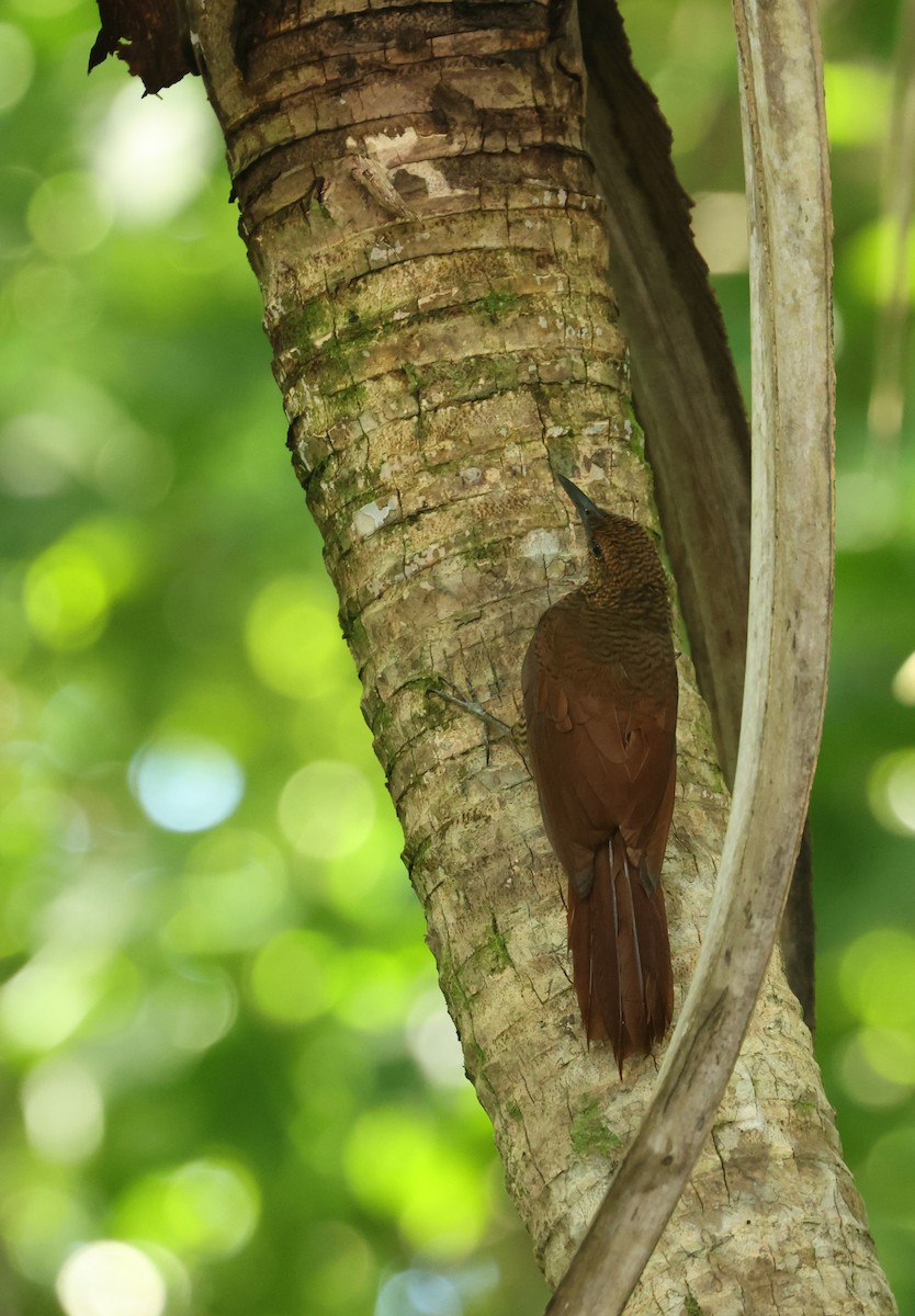 Northern Barred-Woodcreeper - ML645671213
