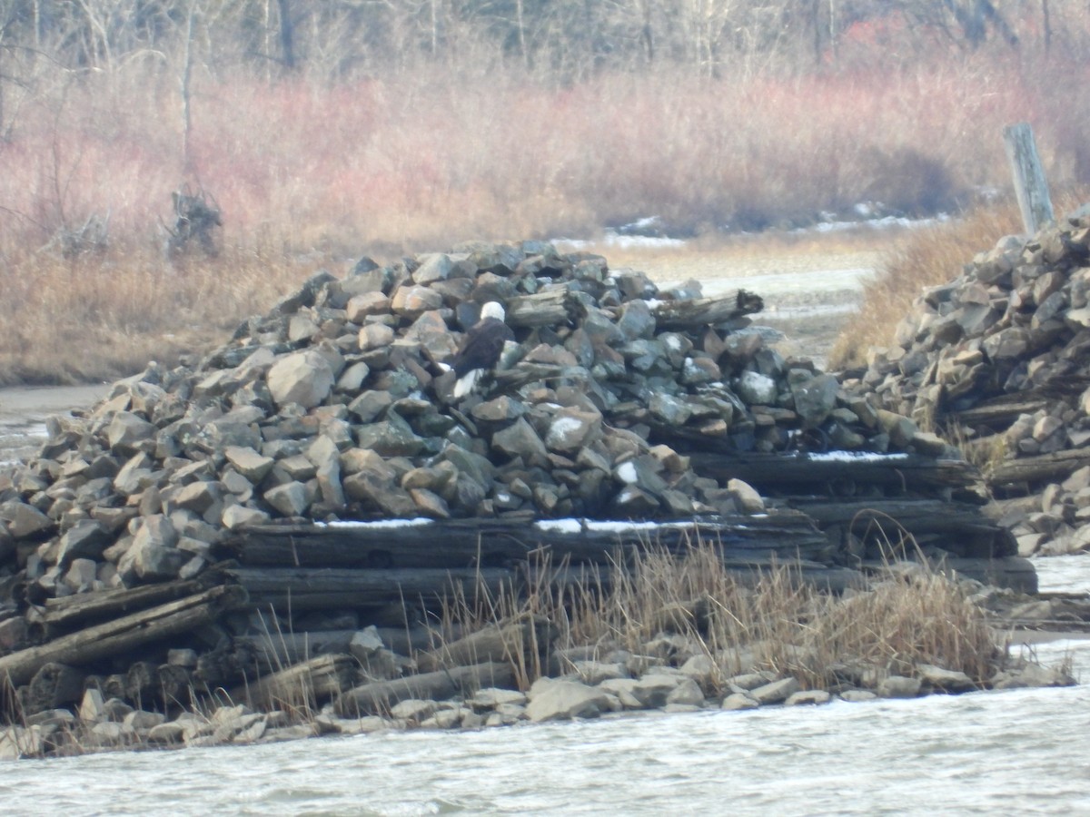 Bald Eagle - ML645671214