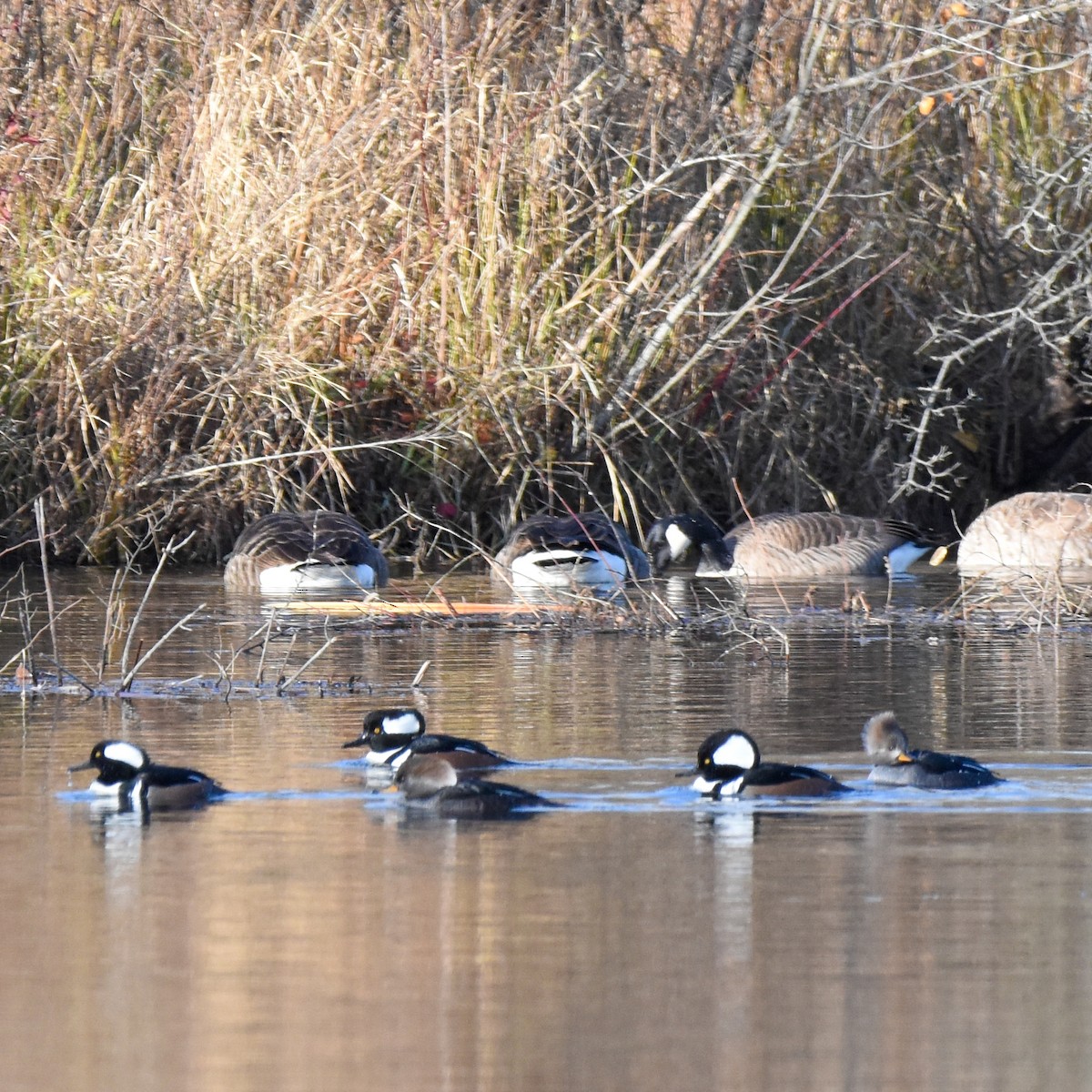 Hooded Merganser - ML645671215