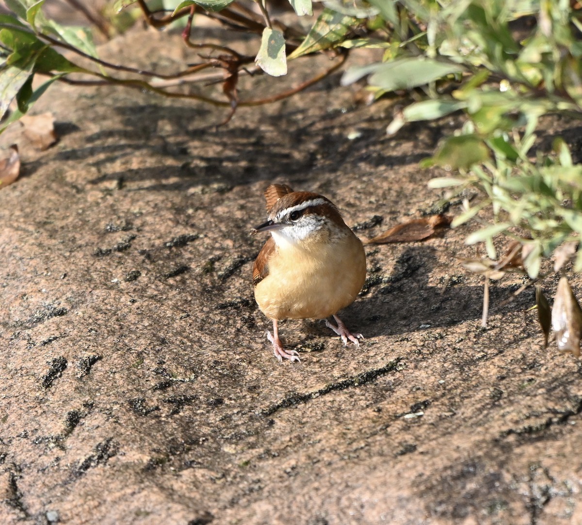 Carolina Wren - ML645671220