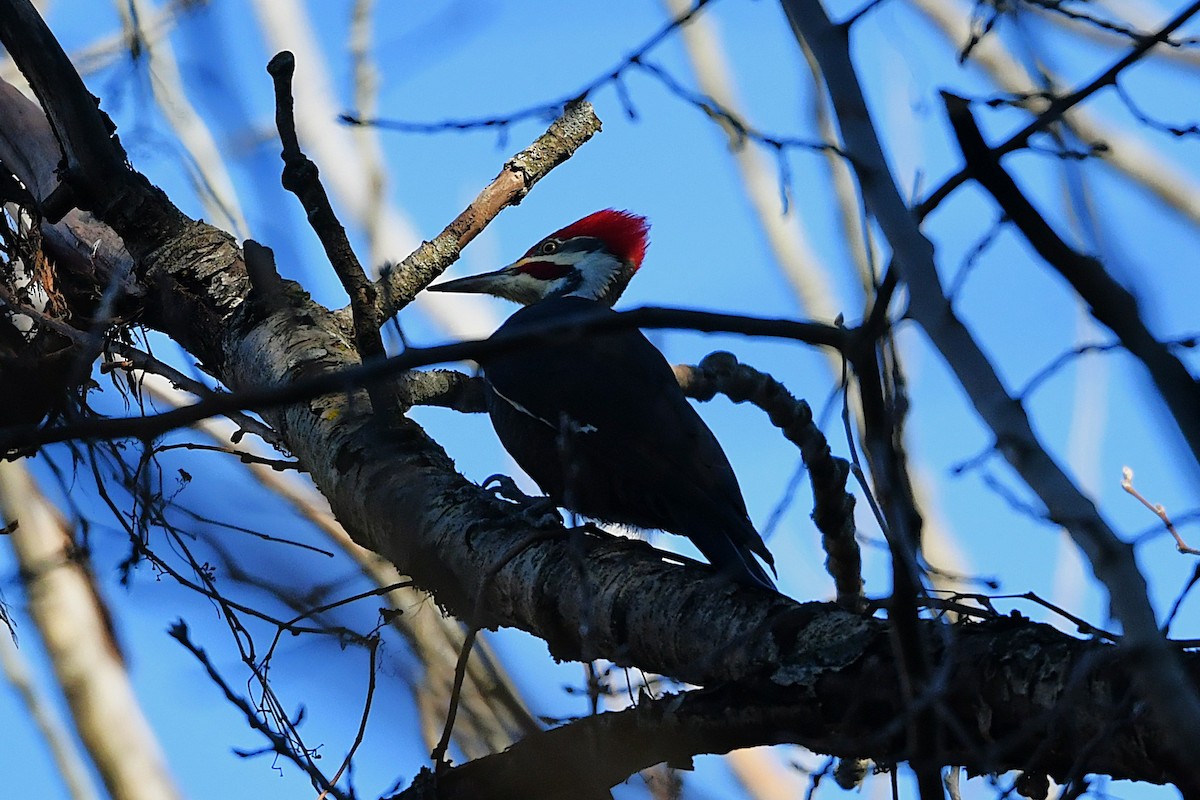 Pileated Woodpecker - ML645671221