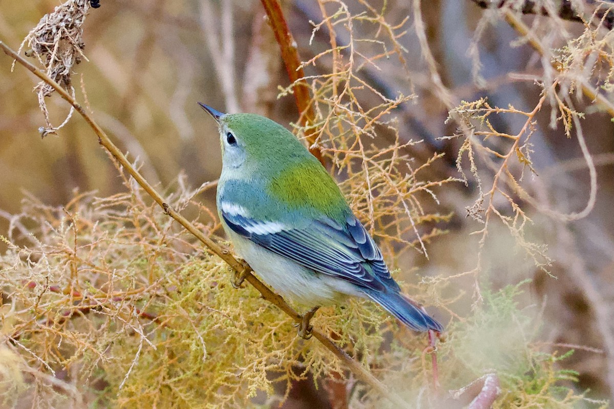 Northern Parula - ML645671222